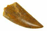 Serrated, Raptor Tooth - Real Dinosaur Tooth #294615-1